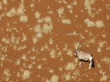 Lone Oryx Standing in Namib Desert, Sossusvlei, Namibia, Africa Photographie par Wendy Kaveney
