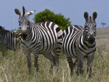 Common Zebra, Masai Mara National Reserve, Kenya Photographic Print by Sergio Pitamitz
