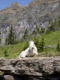 Mountain Goat on Rock, Logan Pass, Glacier National Park, Montana, USA Photographic Print by Jamie & Judy Wild