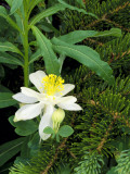 Colorado Columbine & Engelmann Spruce Needles, Wasatch-Cache National Forest, Utah, USA Photographie par Scott T. Smith