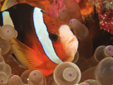 Anemonefish, Tukang Besi/Wakatobi Archipelago Marine Preserve, South Sulawesi, Indonesia Fotografisk tryk af Stuart Westmorland