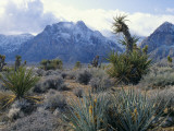 Yuccas Below Snow Covered Cliffs & Clearing Winter Storm, Red Rock Canyon, Nevada, USA Photographic Print by Scott T. Smith