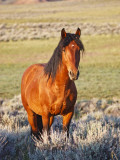Feral Horse in the High Sagebrush Country East of Cody, Wyoming, USA Photographie par Larry Ditto