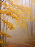 Fog and Autumn Foliage, Great Smoky Mountains National Park, North Carolina, USA Photographie par Joanne Wells