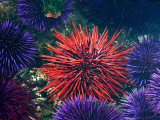 Tide Pool With Sea Urchins, Olympic Peninsula, Washington, USA Lámina fotográfica por Charles Sleicher