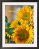 Smile: Sunny Sunflower Poster by Nicole Katano