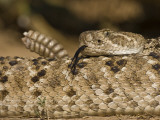 Diamondback Rattlesnake Coiled, Weaver Ranch, Texas, USA Lámina fotográfica por Larry Ditto Diamondback Rattlesnake Coiled, Weaver Ranch, Texas, USA Lámina fotográfica por Larry Ditto