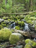 Mountain Stream in Old Growth Forest at Sol Duc, Olympic National Park, Washington, USA Photographie par Rob Tilley