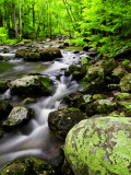 Creek Flows Through Forest, Shenandoah National Park, Virginia, USA Photographic Print by Jay O'brien