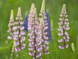 Field of Blooming Lupine Flowers and Bee, Acadia National Park, Maine, USA Photographic Print by Nancy Rotenberg