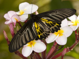 The Golden Birdwing, Khon Kaen, Thailand Photographie par Gavriel Jecan