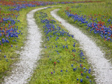 Tracks Leading Through a Wildflower Field, Texas, USA Photographic Print by Julie Eggers
