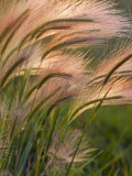 Foxtail Barley Backilt Near East Glacier, Montana, USA Photographic Print by Chuck Haney