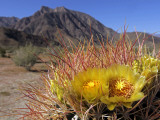 Blooming Barrel Cactus at Anza-Borrego Desert State Park, California, USA Photographic Print by Kymri Wilt