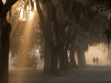 Boys Walking in Early Morning Fog at Bethesda, Savannah, Georgia, USA Photographie par Joanne Wells