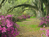 Oak Trees Above Azaleas in Bloom, Magnolia Plantation, Near Charleston, South Carolina, USA Photographic Print by Adam Jones