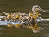 Mallard Duck and Chicks Near Kamloops, British Columbia, Canada Photographie par Larry Ditto