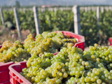 Harvesting Chardonnay Grapes in Huailai Rongchen Vineyard, Hebei Province, China Photographic Print by Janis Miglavs