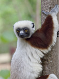 Coquerel's Sifaka, Ampijoroa, Ankarafantsika Reserve, Madagascar Photographic Print by Charles Sleicher
