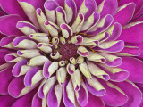 Chrysanthemum Flower Photographic Print by Adam Jones