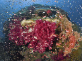 Colorful Corals on Reef, Raja Ampat, Papua, Indonesia Photographic Print by  Jones-Shimlock