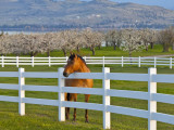 Horse Poses By Flathead Cherry Orchard Near Polson, Montana, USA Photographic Print by Chuck Haney