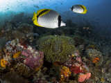 Lined Butterflyfish Swim Over Reef Corals, Komodo National Park, Indonesia Photographic Print by  Jones-Shimlock