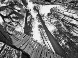 Mountain Biker on Malice in Plunderland Trail, Spencer Mountain, Whitefish, Montana, USA Photographie par Chuck Haney