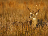 White-Tailed Deer in Grassland, Texas, USA Photographie par Larry Ditto