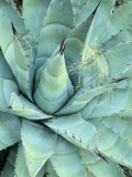 Agave Growing in Organ Pipe Cactus National Monument, Ajo Mountains, Arizona, USA Photographic Print by Scott T. Smith