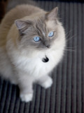Ragdoll Cat Impressão fotográfica por Savanah Stewart Ragdoll Cat Impressão fotográfica por Savanah Stewart