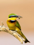 Little Bee-Eater Bird on Limb With Bee in Beak, Kenya Photographie par Joanne Williams