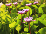 Lotus Blossom, Maldives, Indian Ocean Photographic Print by Stuart Westmorland