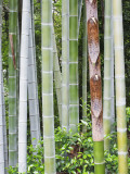 Bamboo at Shukkei-En Garden, Hiroshima, Japan Reprodukcja zdjęcia autor Rob Tilley Bamboo at Shukkei-En Garden, Hiroshima, Japan Reprodukcja zdjęcia autor Rob Tilley