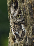 Eastern Screech Owl, Michigan, USA Photographic Print by Adam Jones