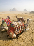 Resting Camels Gaze Across the Desert Sands of Giza, Cairo, Egypt Photographie par Dave Bartruff