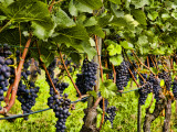 Close Up of Grapes at Hofkellerei Winery, Liechtenstein Photographic Print by Bill Bachmann