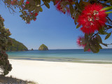 Pohutukawa Tree in Bloom and New Chums Beach, Coromandel Peninsula, North Island, New Zealand Photographic Print by David Wall