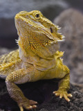 Adam Jones - Bearded Dragon - Fotografik Baskı Adam Jones - Bearded Dragon - Fotografik Baskı