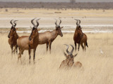 Red Hartebeest, Etosha National Park, Namibia, Africa Photographic Print by Wendy Kaveney