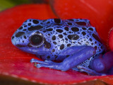 Poison Dart Frog on Red Leaf, Republic of Surinam Photographic Print by Jim Zuckerman