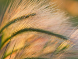 Foxtail Barley Backilt Near East Glacier, Montana, USA Photographic Print by Chuck Haney