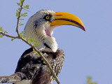Profile of Yellow-Billed Hornbill Bird, Kenya Photographie par Joanne Williams
