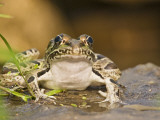 Leopard Frog Sunning By Pond, Central Texas, USA Lámina fotográfica por Larry Ditto Leopard Frog Sunning By Pond, Central Texas, USA Lámina fotográfica por Larry Ditto