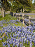 Lone Oak Tree Along Fence Line With Spring Bluebonnets, Texas, USA Photographie par Julie Eggers