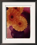 Gerber Daisies in Vase Prints