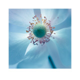 Japanese Anemone Poster by Ian Winstanley