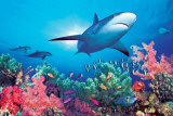 Ocean Life Poster Ocean Life Poster