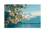 Blossoming Magnolia, Lake Geneva, Switzerland Kunstdrucke von Guenter Fischer