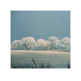Oak Trees Posters by Carol Sharp